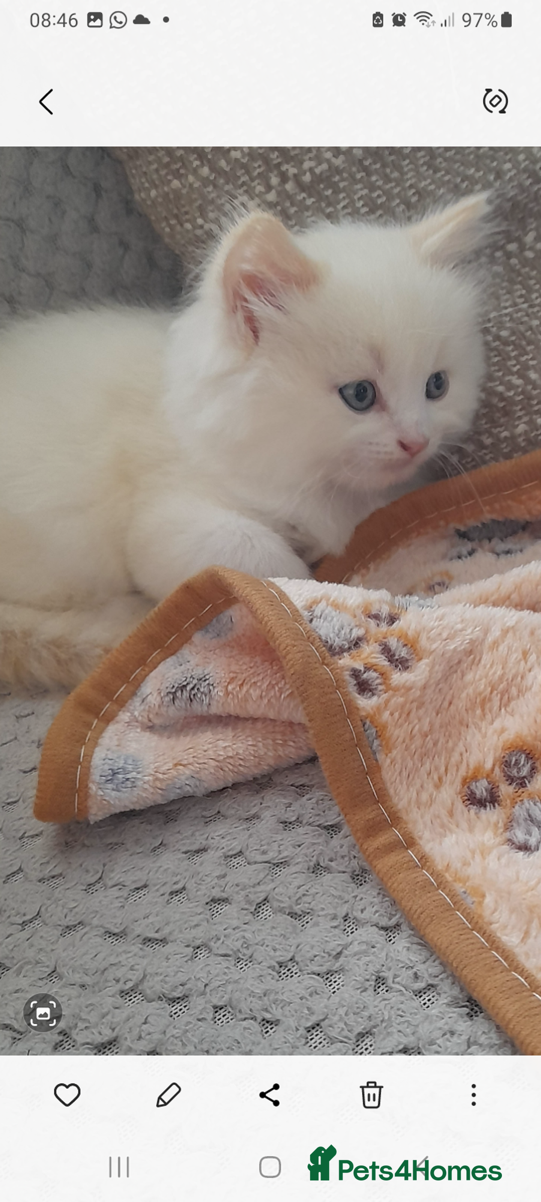 Ragdoll cats for sale: Ragdoll kitten - Image 7