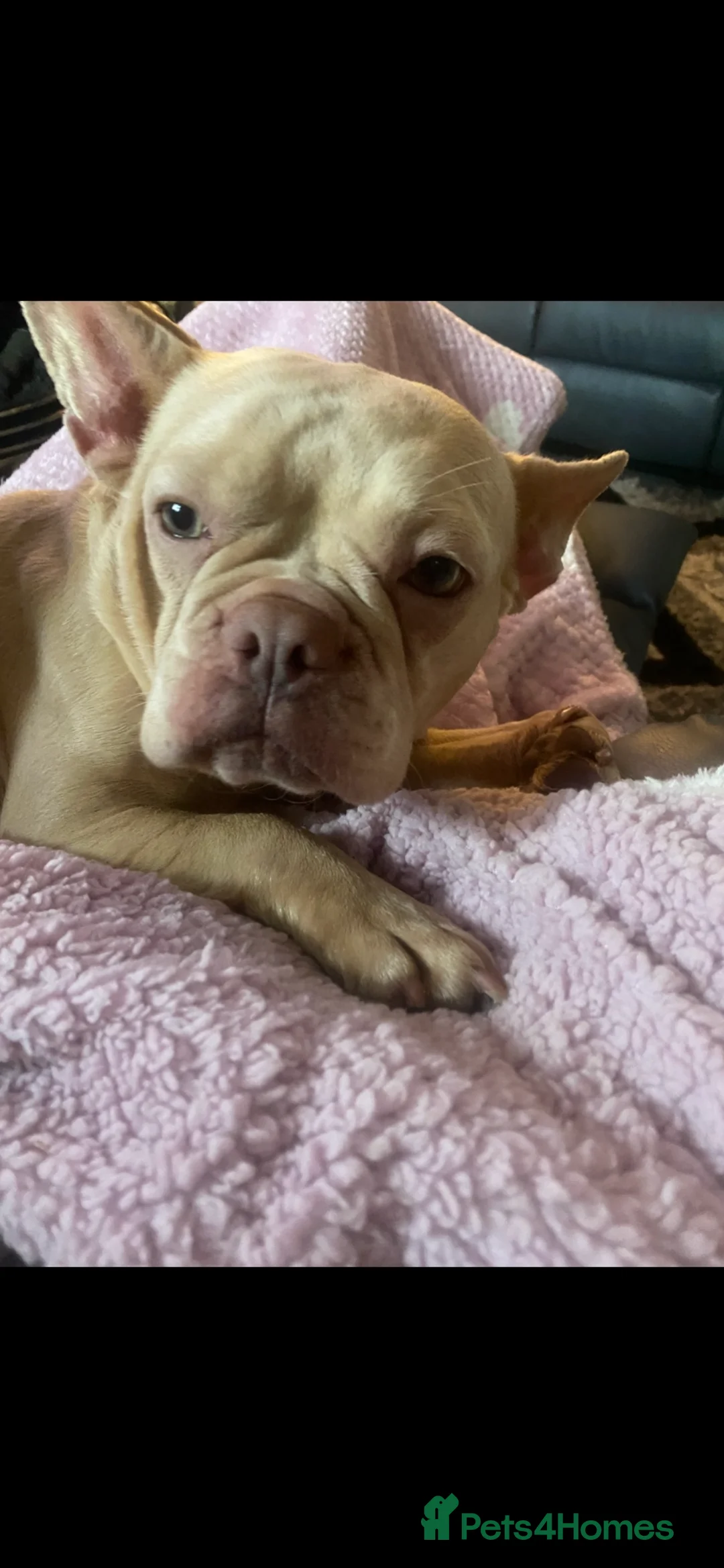 French Bulldog dogs for sale: French bulldog in Tipton - Advert 2