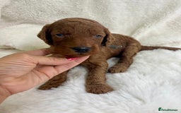 Goldendoodle dogs for sale: Outstanding Quality health tested Goldendoodles  - Image 7
