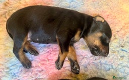 Dobermann dogs for sale: KC registered health tested Doberman puppies - Image 19