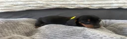 Miniature Dachshund dogs for sale: Miniature Daschund Pups for loving homes - Advert 16