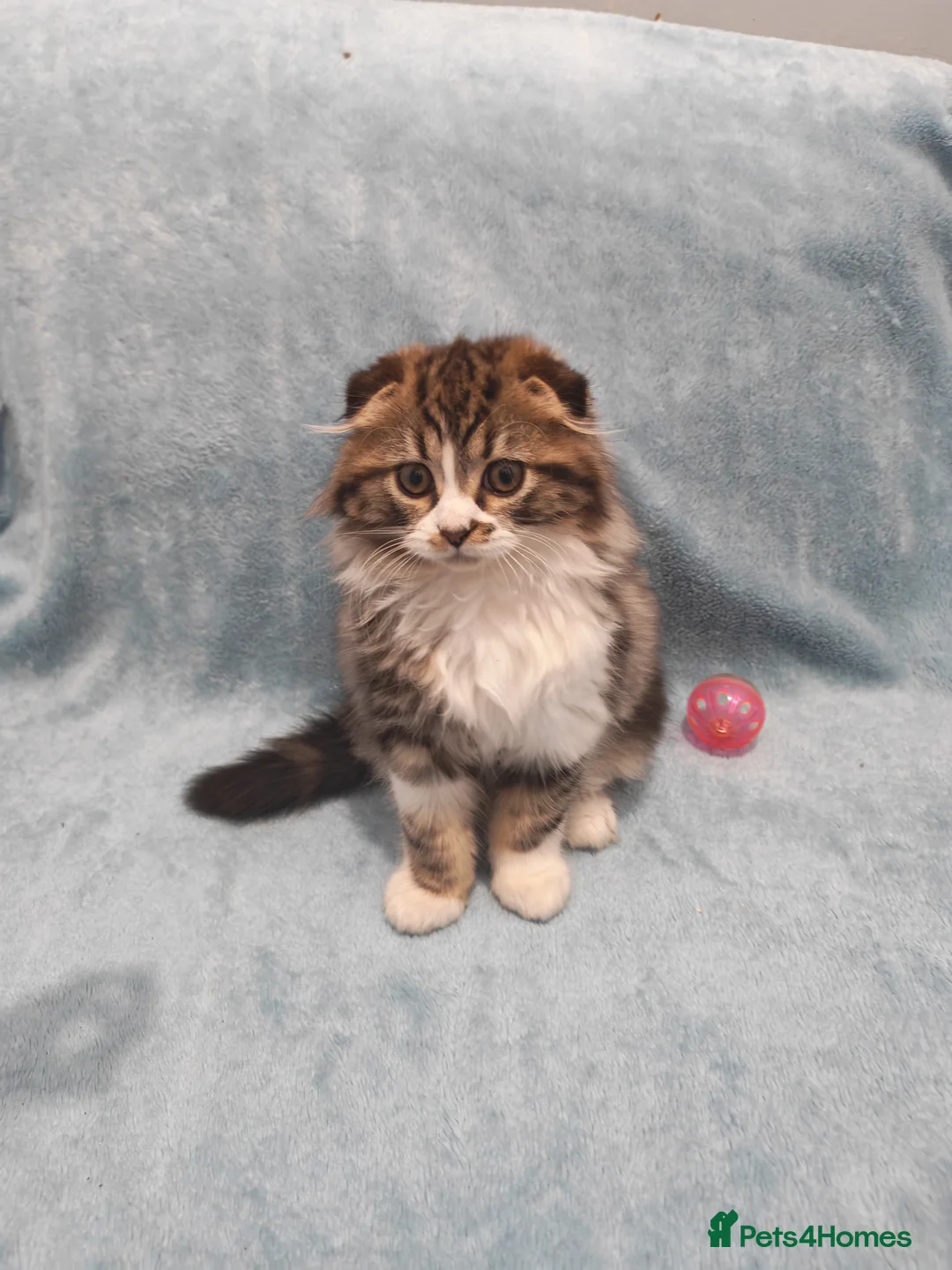 Mixed Breed cats for sale: Sccotis flod & Fluffy kittens VIDEOS - Advert 24