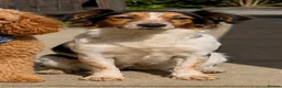 Cockapoo dogs for sale: Stunning family reared cockapoo puppies in Slough - Advert 3