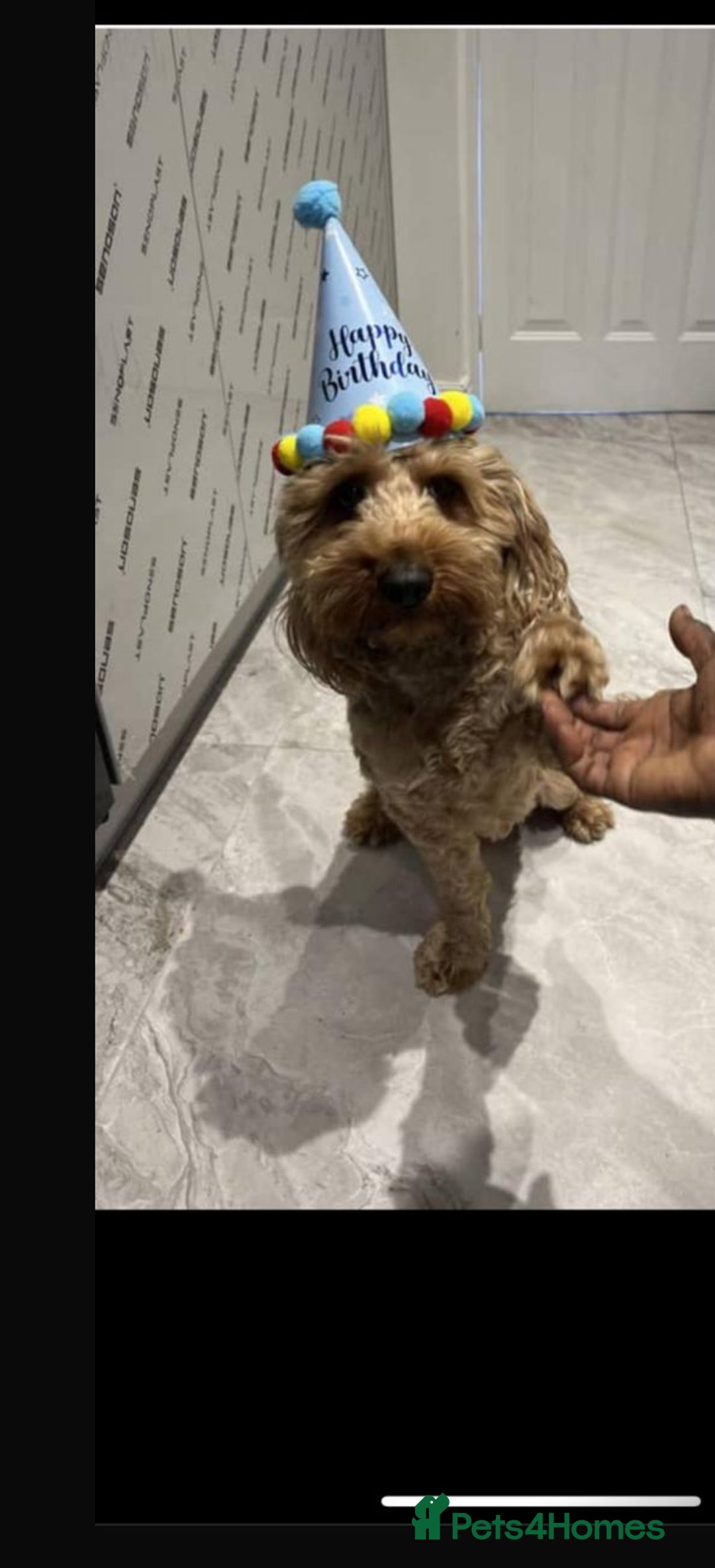 Cockapoo dogs for sale: Loving & Affectionate Dog for sale - Meet Teddy - Image 4