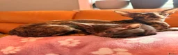 Oriental cats for sale: Beautiful Siamese & Oriental Kittens  - Advert 19