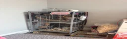 Rat rodents for sale: 2 Beautiful Boy Rats in Bristol - Advert 5