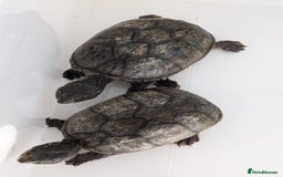 Turtle reptiles for sale: Musk turtles need rehoming  - Image 1