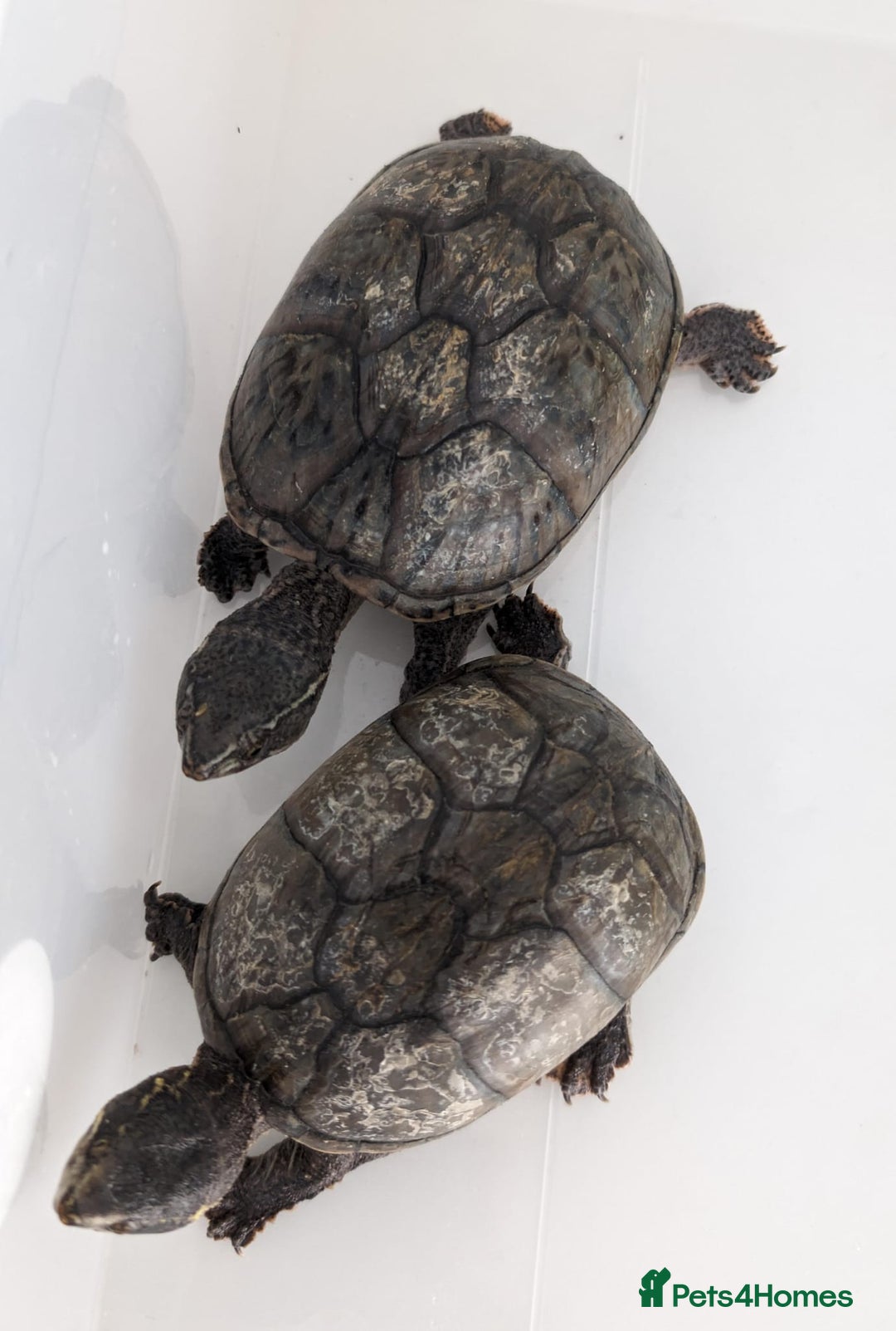Turtle reptiles for sale: Musk turtles need rehoming  - Image 1