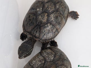 Turtle reptiles - Advert 3