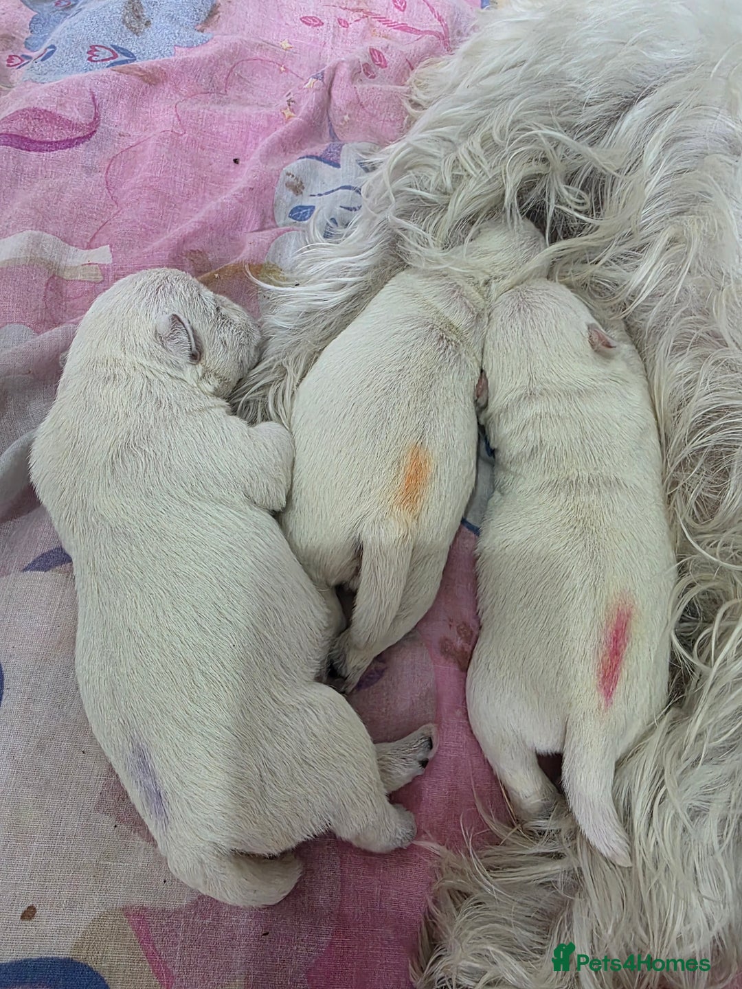 West Highland Terrier dogs for sale: West Highland Terrier's, Good pedigree  - Image 4