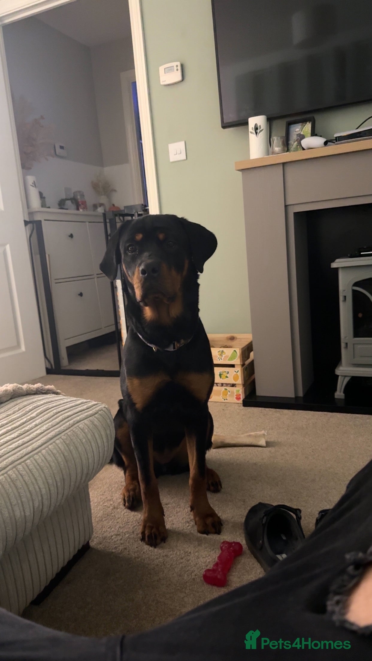 Rottweiler dogs 9 month old Rotty  - Advert 1