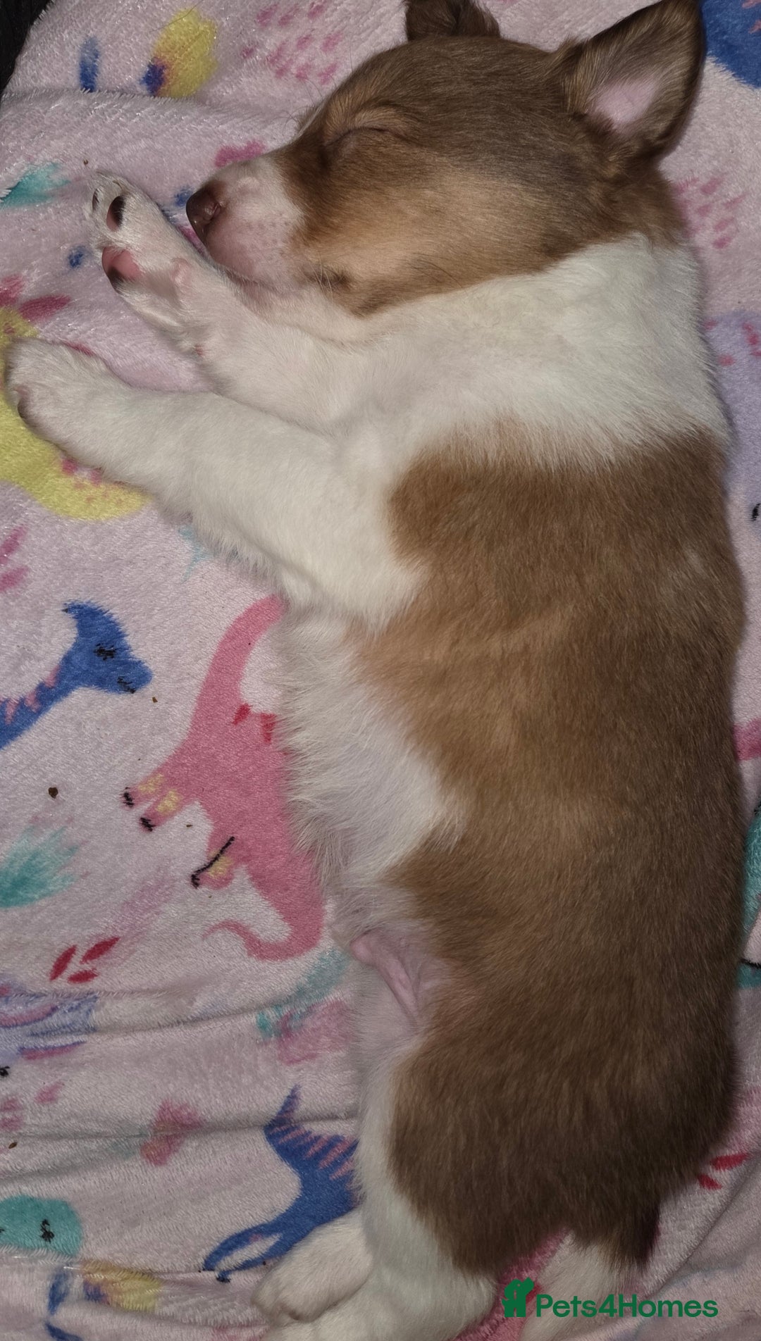 Border Collie dogs for sale: Beautiful tri colour border collie pups  - Advert 15