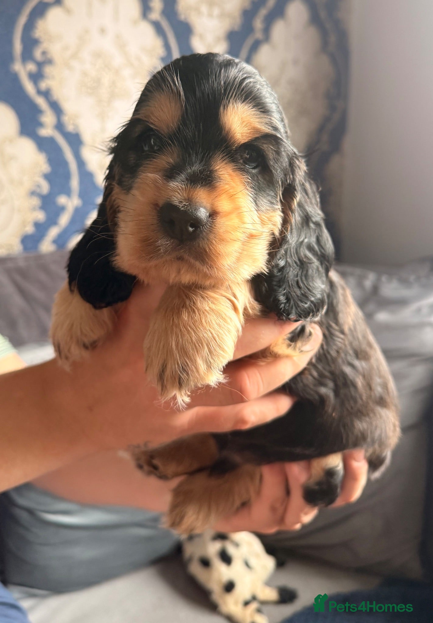 Cocker Spaniel dogs KC registered Black & Tan Sable Boy 🩵 - Advert 1