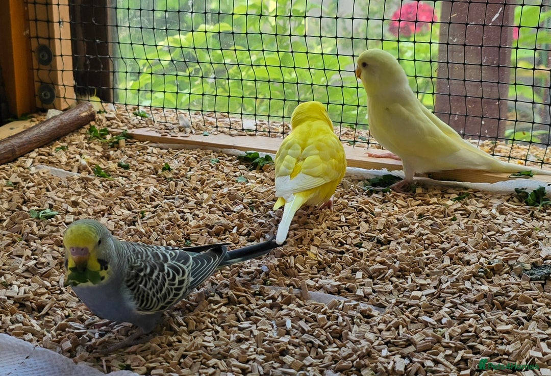 Budgerigars birds for sale: Yellow Lutino budgies. - Image 23