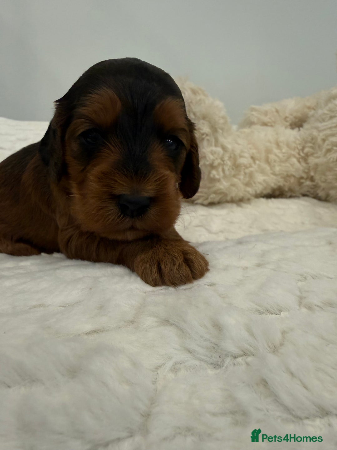 Cockapoo dogs for sale: 11 red sable, f1 cockapoo. KC & DNA clear parents - Advert 7