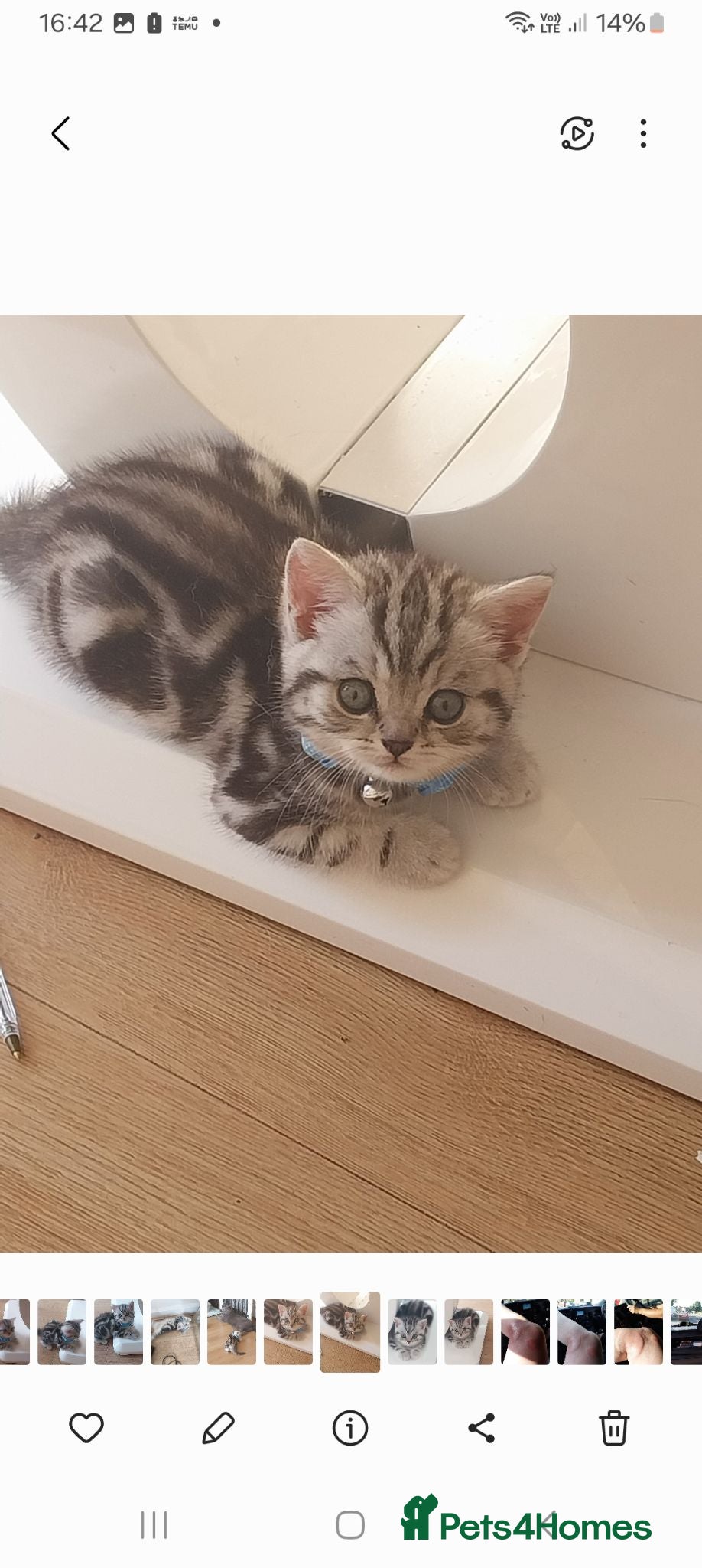 British Shorthair cats Beautiful BSH GCCF SILVER AND BLACK  - Advert 1
