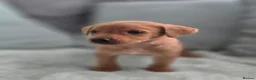 Labrador Retriever dogs for sale: Fox red labrador puppies  in Sunderland - Advert 7