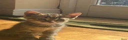 Mixed Breed cats for sale: 8 beautiful kittens available now - Advert 14