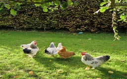 Chickens poultry for sale: Pekin bantams for sale  - Image 1