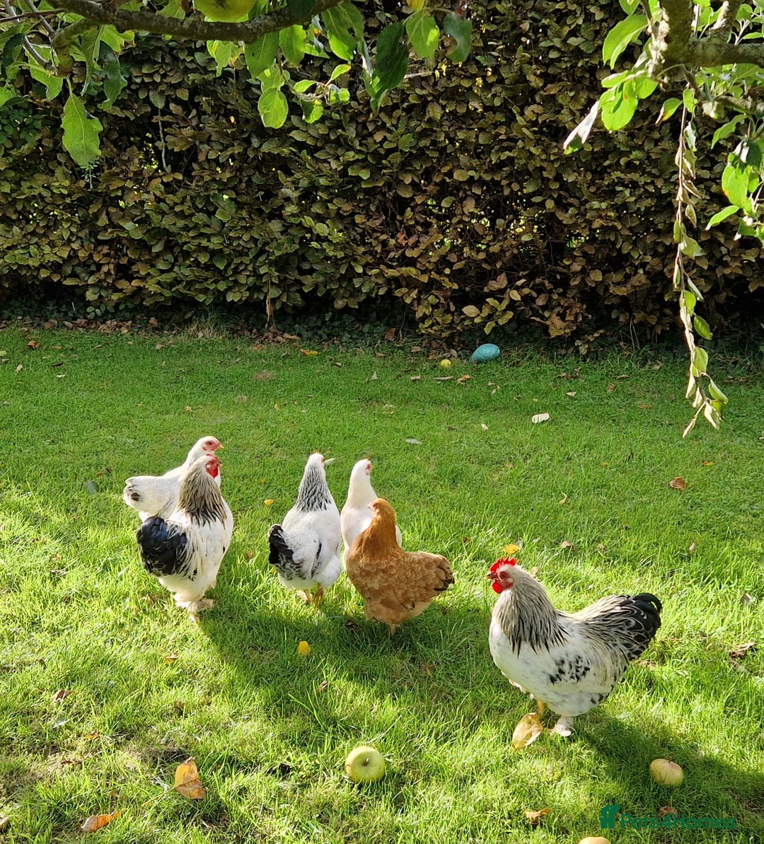 Chickens poultry for sale: Pekin bantams for sale  - Image 1