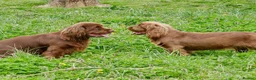 Sussex Spaniel dogs for sale: Sussex Spaniel Puppies Ready  in Pwllheli - Advert 19