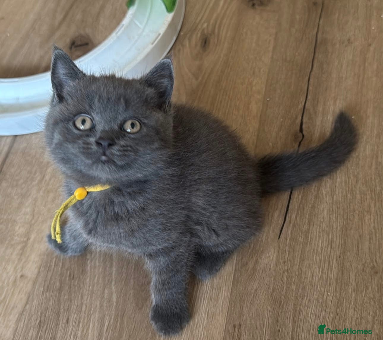 British Shorthair cats British Shorthair Pedigree Kittens, READY NOW  - Advert 2