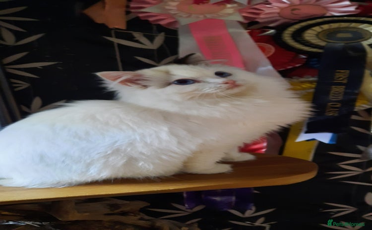 Ragdoll cats GCCF pedigree ragdoll kittens  - Advert 6