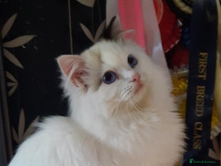 Ragdoll cats GCCF pedigree ragdoll kittens - Advert 11