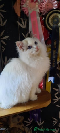 Ragdoll cats GCCF pedigree ragdoll kittens - Advert 6