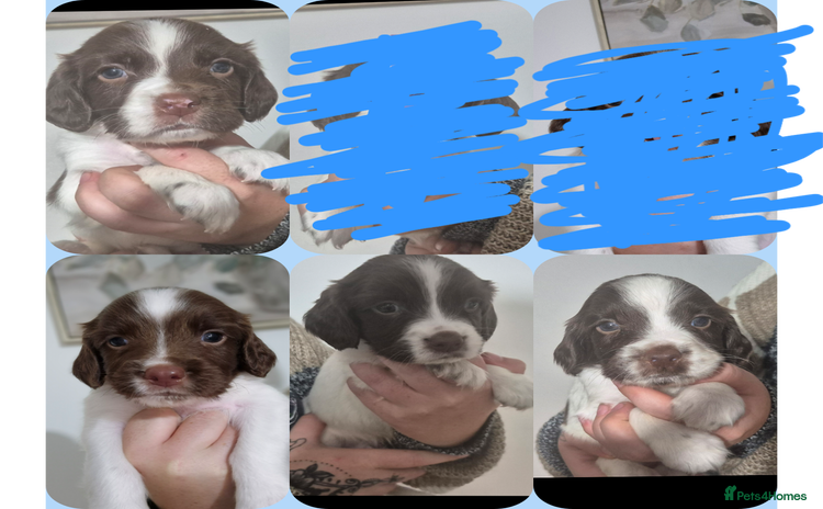 English Springer Spaniel dogs - Advert 10