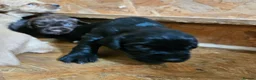Cocker Spaniel dogs for sale: KC Cocker Spaniel-Black and Golden Boys Available in Settle - Advert 14
