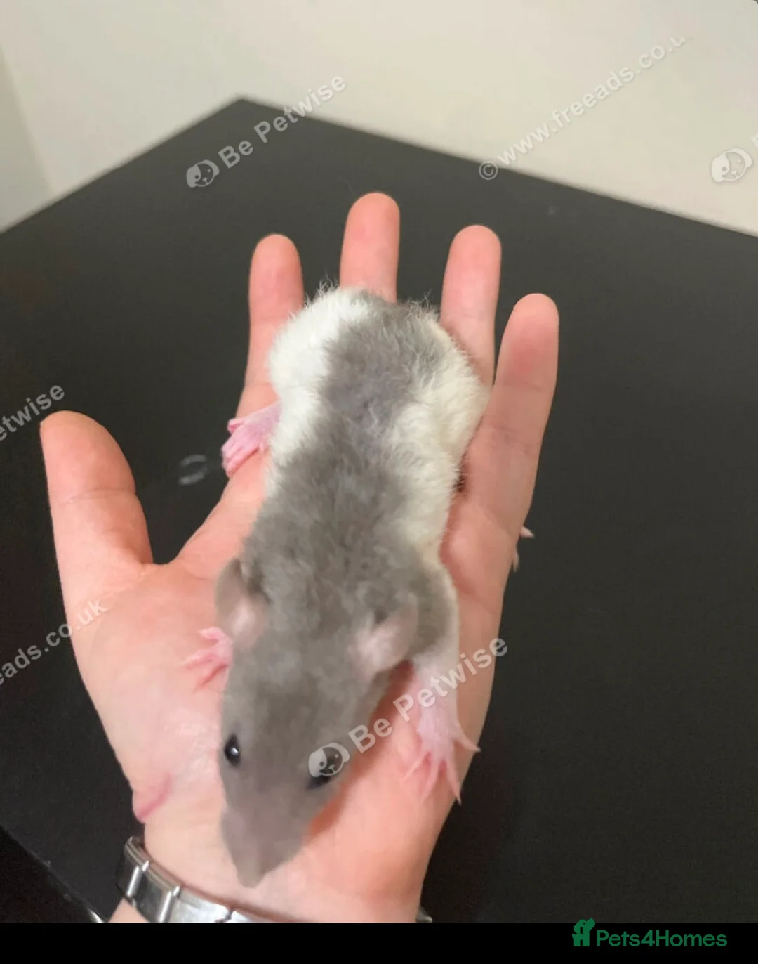 Rat rodents for sale: Baby rats for sale  - Advert 11