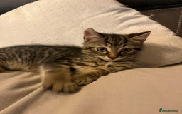 British Shorthair cats for sale: Beautiful kittens from farm cat. - Image 2