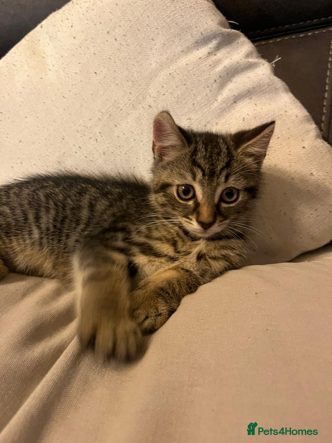 British Shorthair cats for sale: Beautiful kittens from farm cat. - Image 2
