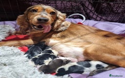Cocker Spaniel dogs for sale: A stunning litter of show cocker spaniels  - Image 2