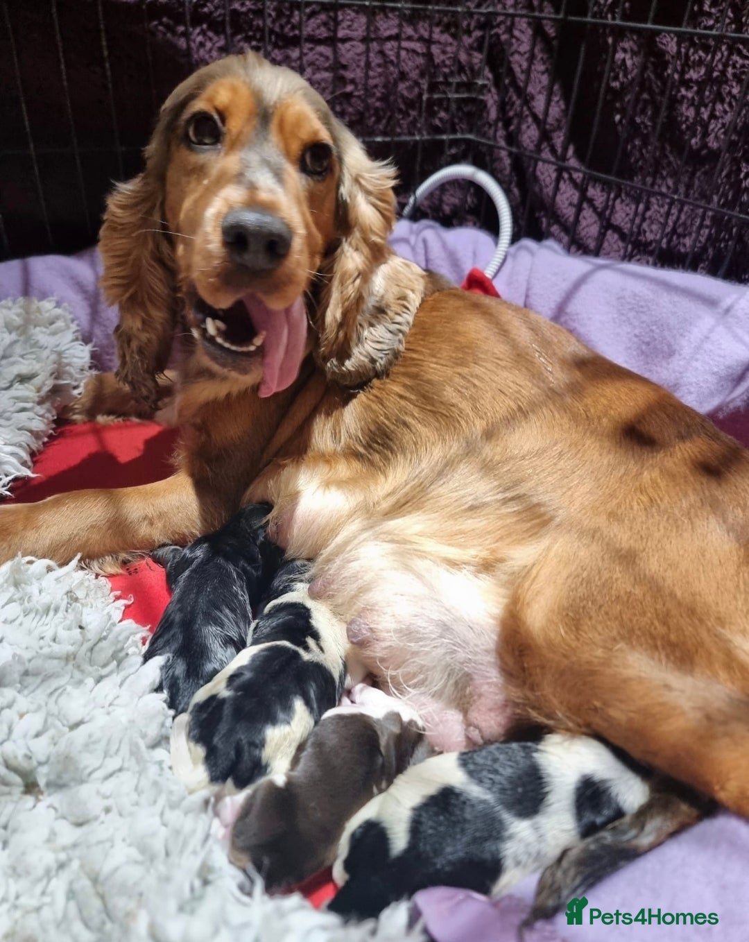Cocker Spaniel dogs for sale: A stunning litter of show cocker spaniels  - Image 2