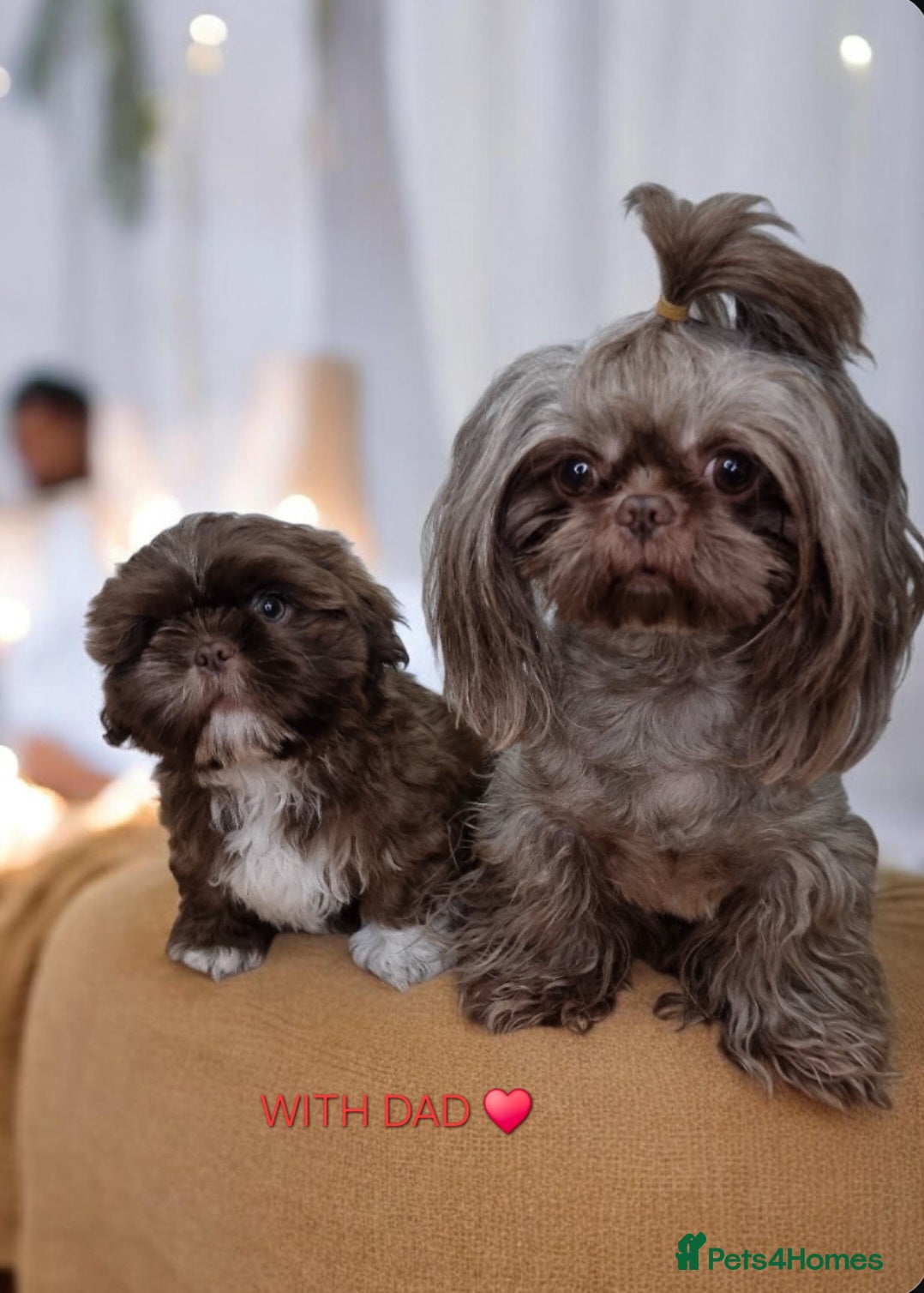 Shih Tzu dogs Last Shih Tzu Boy Ready Now - Advert 15