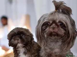 Shih Tzu dogs Last Shih Tzu Boy Ready Now - Advert 15