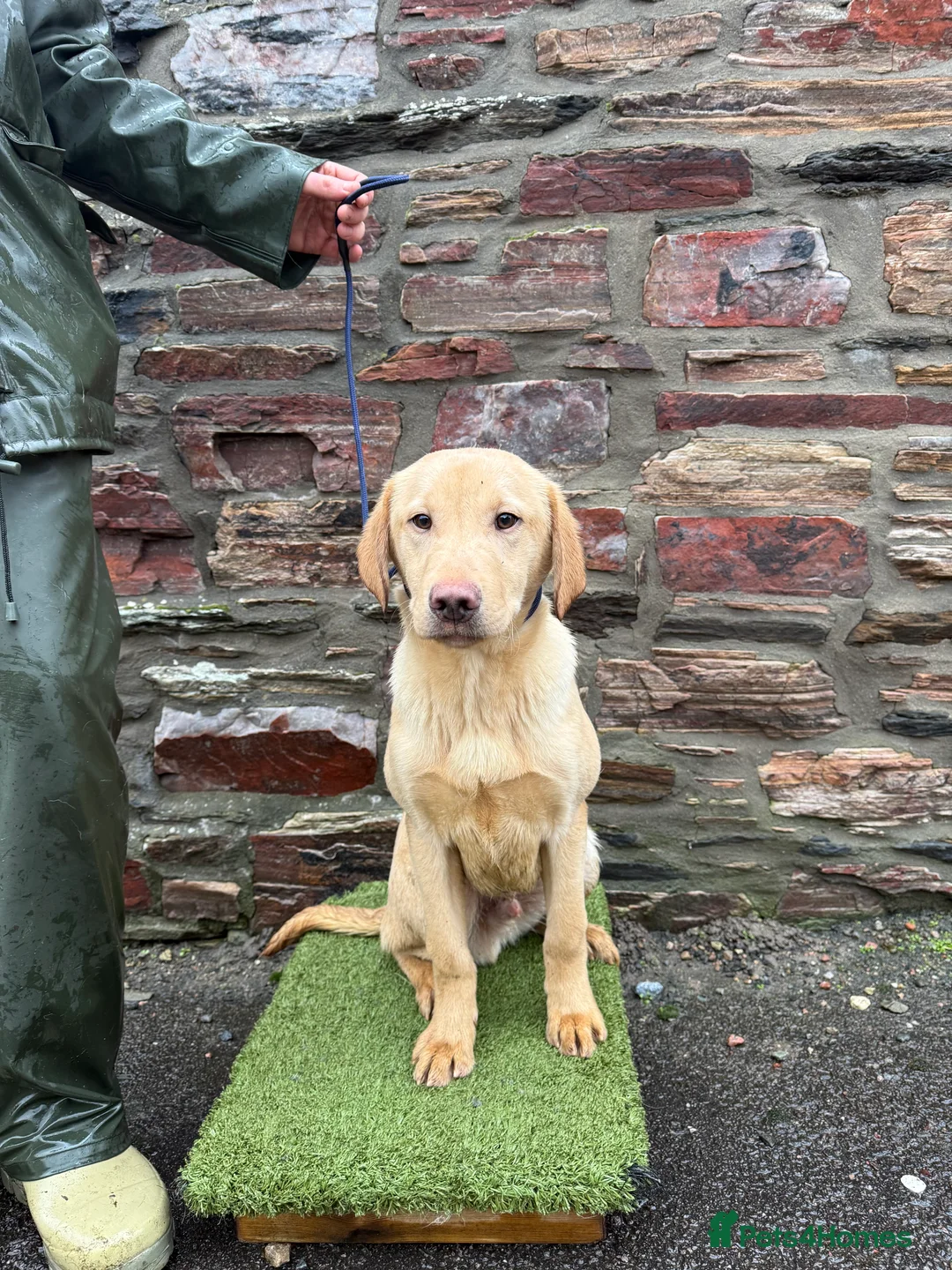 Labrador Retriever dogs for sale: 6 month Labrador Male Puppies - Advert 5