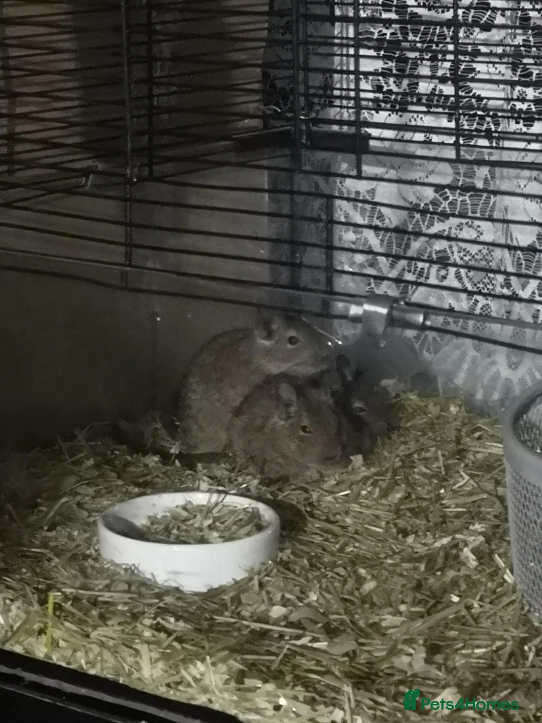 Degus rodents for sale: Young degus blue and brown boys and girls - Advert 26