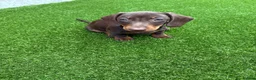 Dachshund dogs for sale: Miniature Dachshund Smooth Haired Dachshunds' - Advert 4