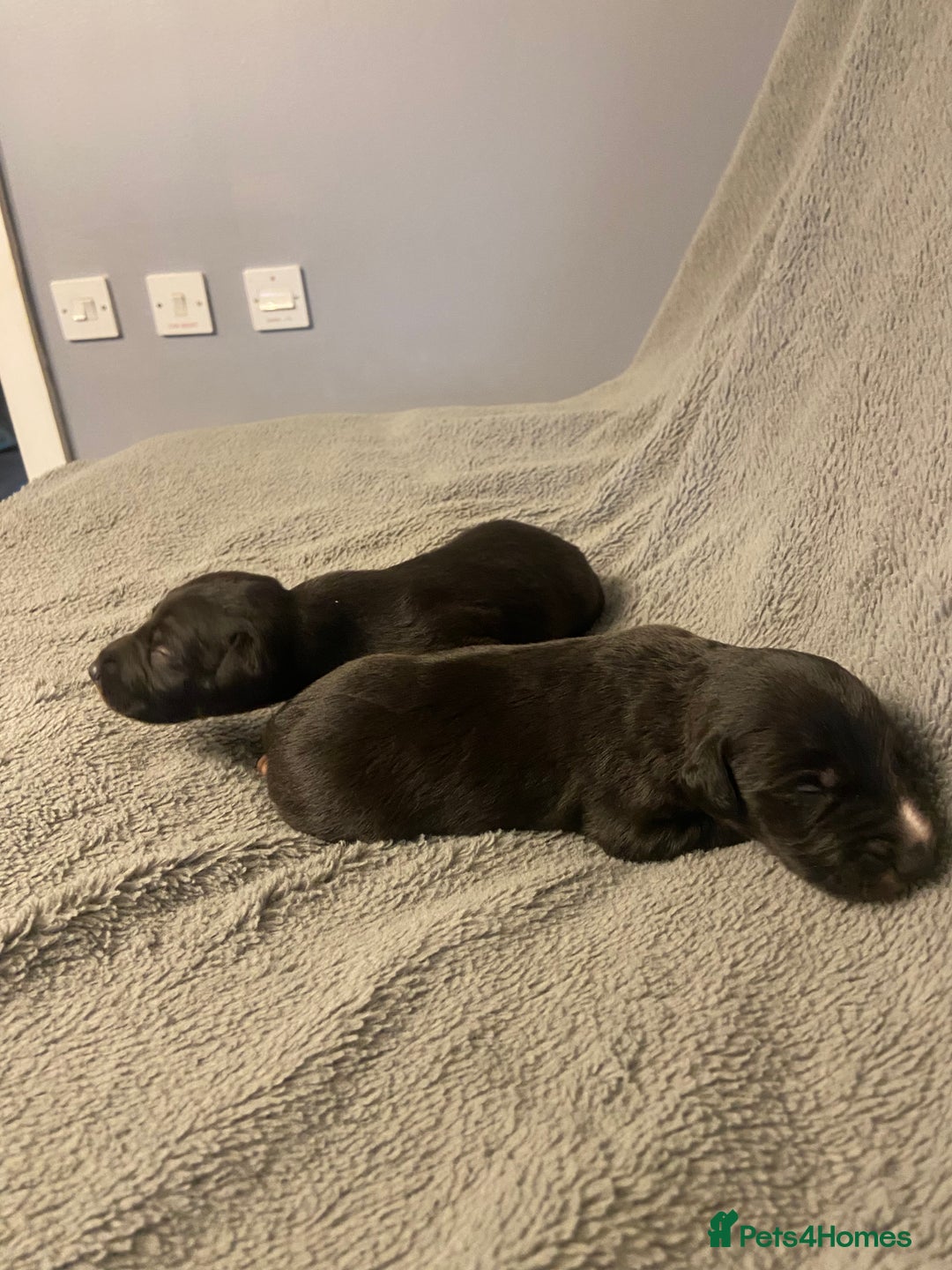 Mixed Breed dogs for sale: Beddlington whippet puppies  - Advert 13
