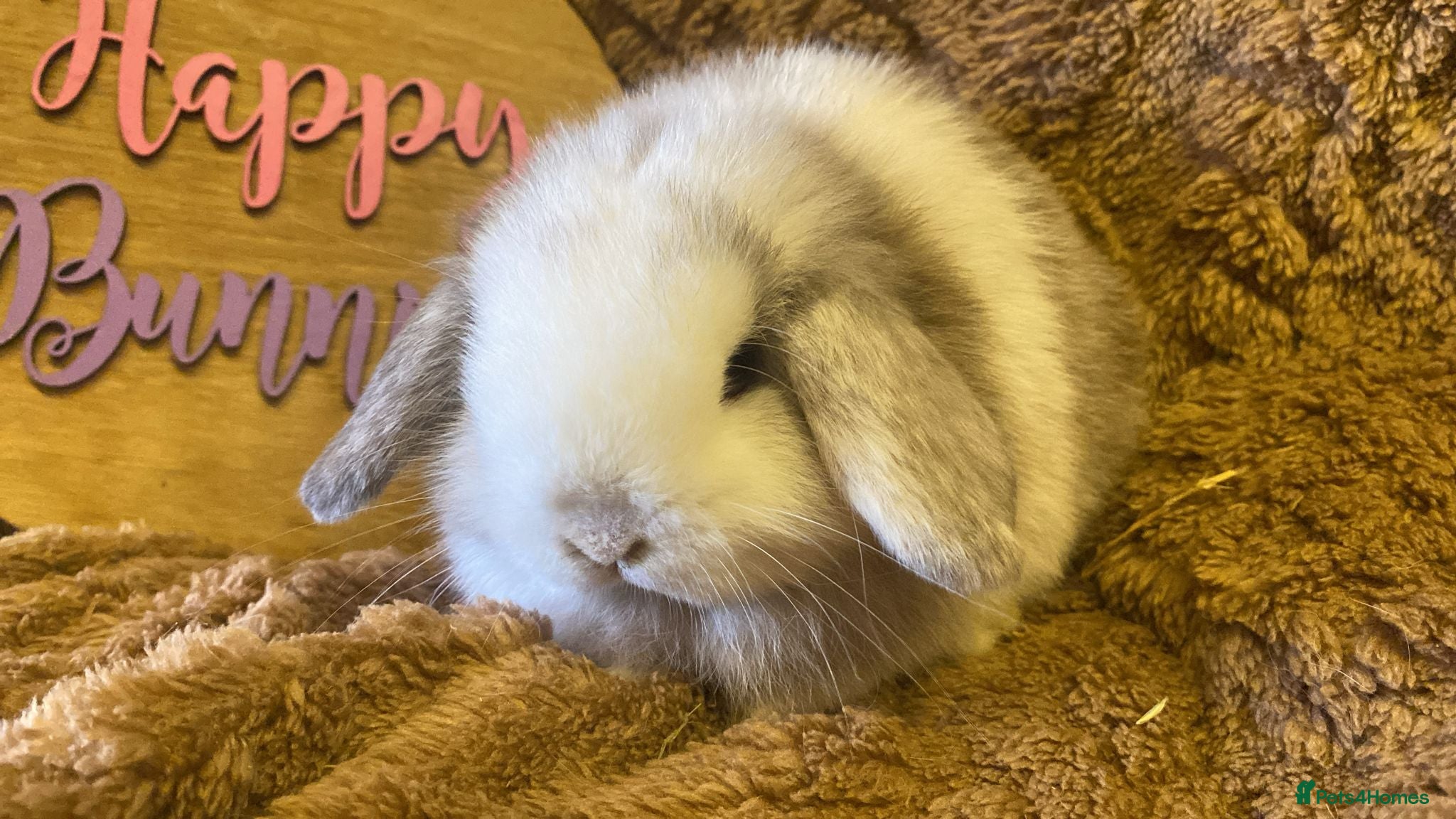 Mini Lop rabbits Mini lops  one boy left - Advert 11