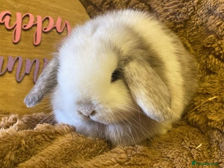Mini Lop rabbits Mini lops one boy left - Advert 11