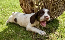 English Springer Spaniel dogs for sale: GAMEKEEPER BRED SPRINGER SPANIEL PUPS - Image 6