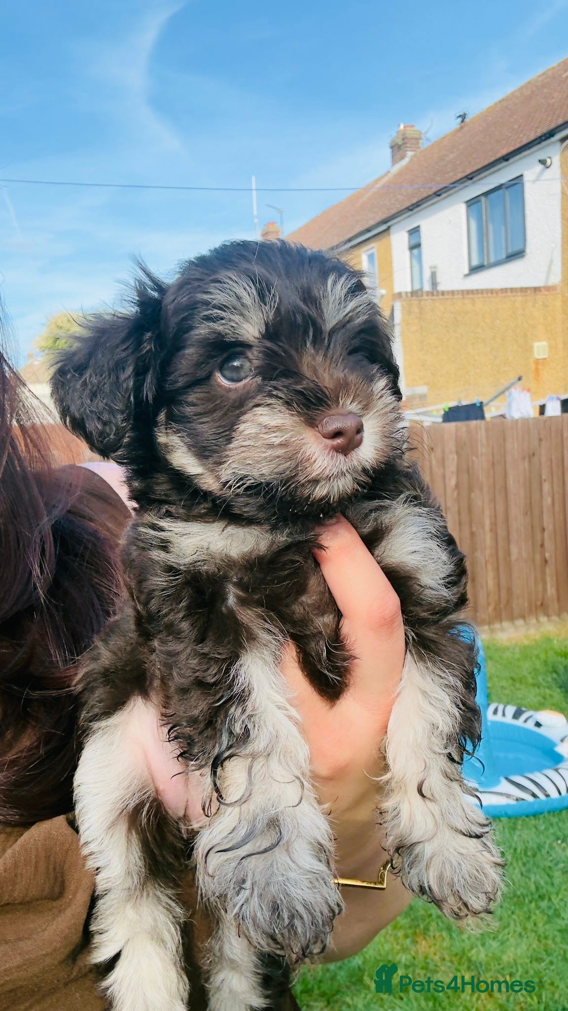 Miniature Schnauzer dogs 🐾 STUNNING KC REG MINIATURE SCHNAUZER 🐾 - Advert 2