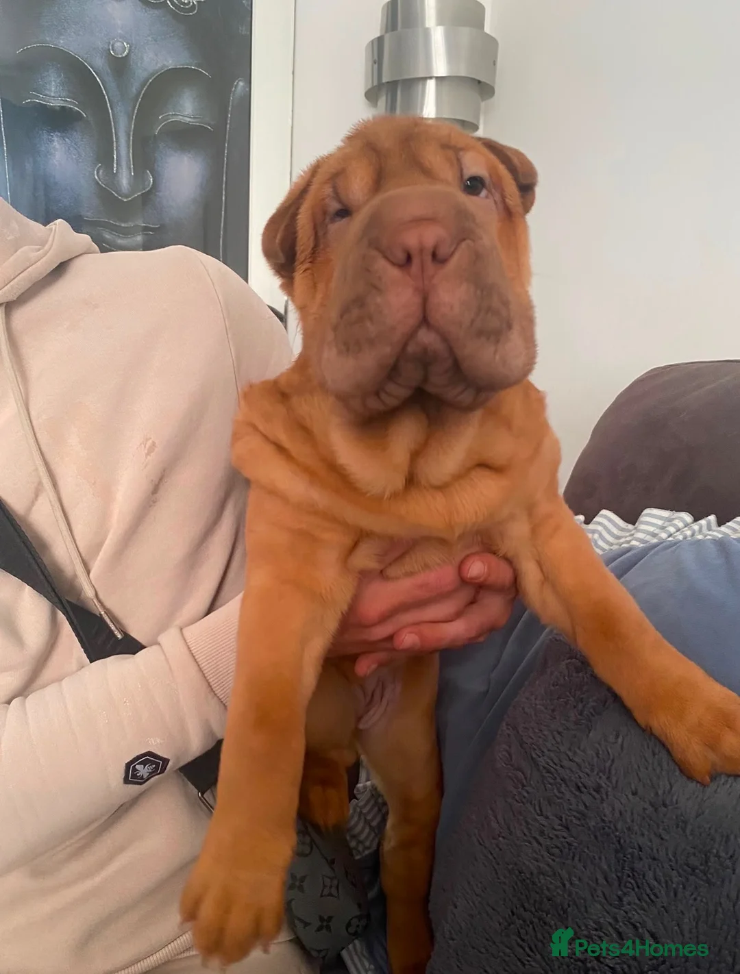 Shar Pei dogs for sale: 🐾💕 LAST LITTLE KC SHAR PEI GIRL 💕🐾 - Advert 2