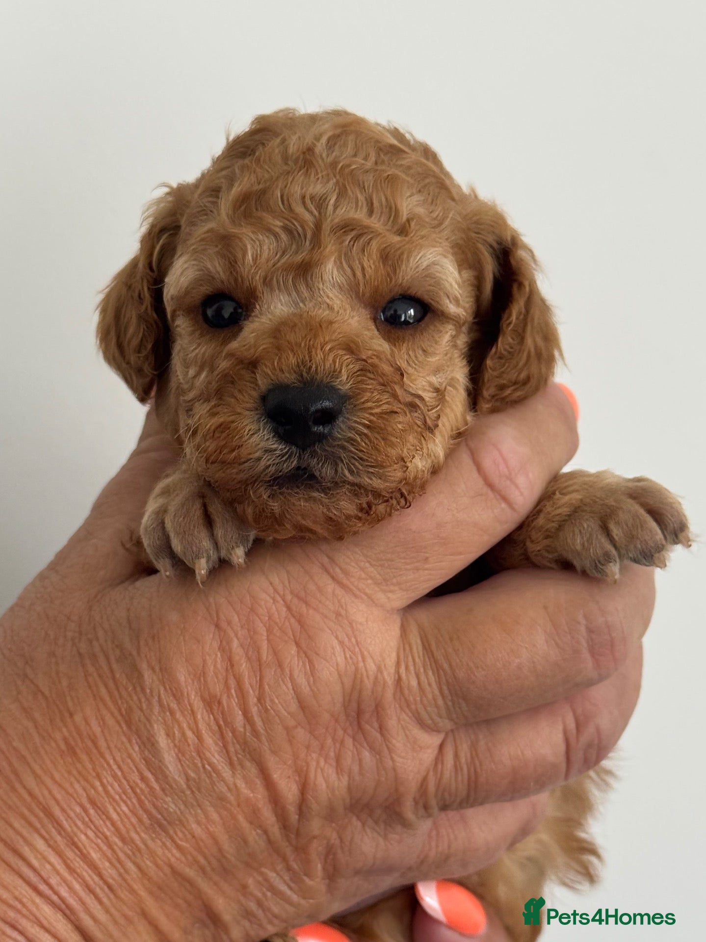 Toy Poodle dogs KC registered outstanding toy boys  - Advert 1