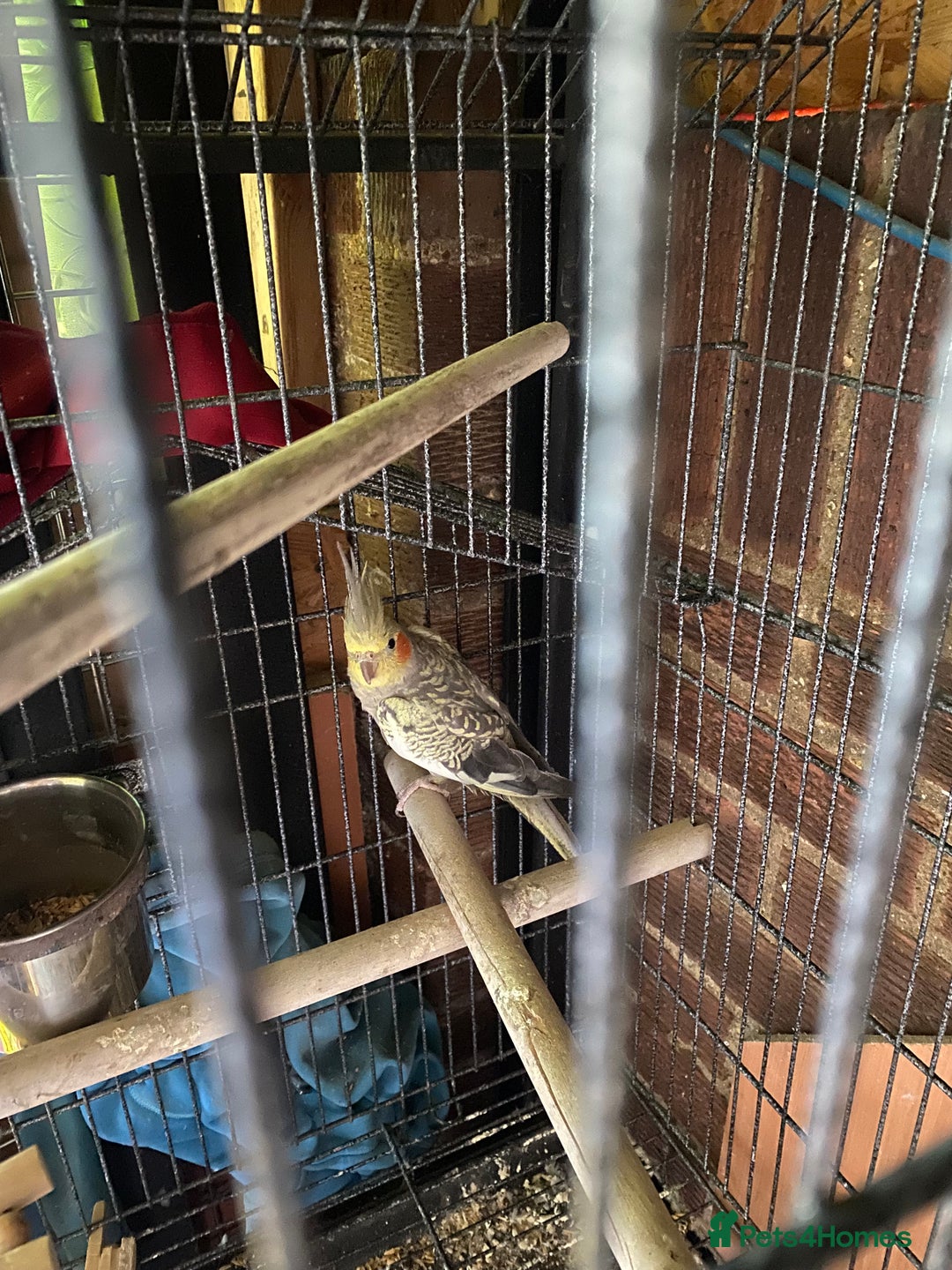 Cockatiels birds for sale: Cocktail - Advert 2