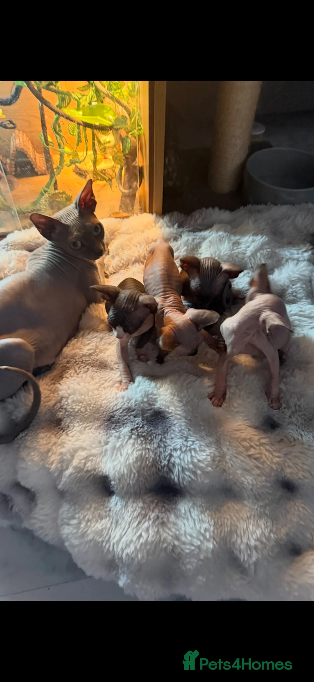 Sphynx cats for sale: Sphynx canadian kittens ready niw  - Advert 25